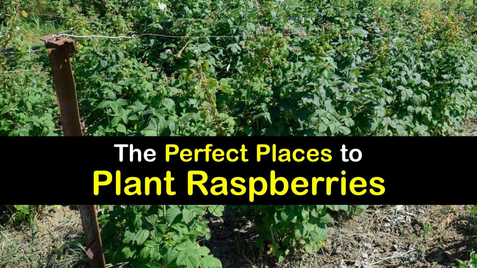 Planting Raspberries Ideal Spots to Grow Raspberry Plants