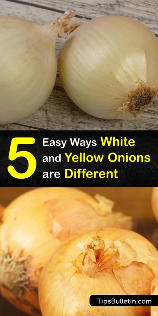 There are many onion types at the grocery store, from Vidalia, Walla Walla, and green onions to shallots and scallions. Learn the differences between yellow and white onions, their flavor and nutritional values, and ways to use them in recipes. #differences #whiteonions #yellowonions