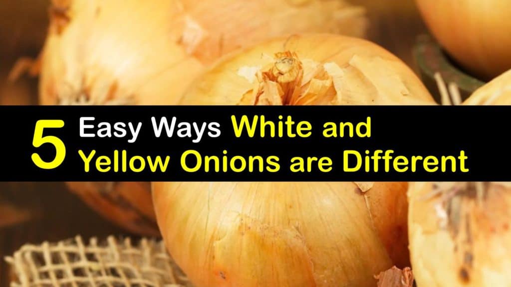 White Onion vs Yellow Onion titleimg1