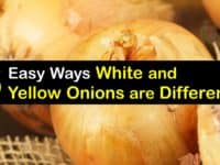 White Onion vs Yellow Onion titleimg1