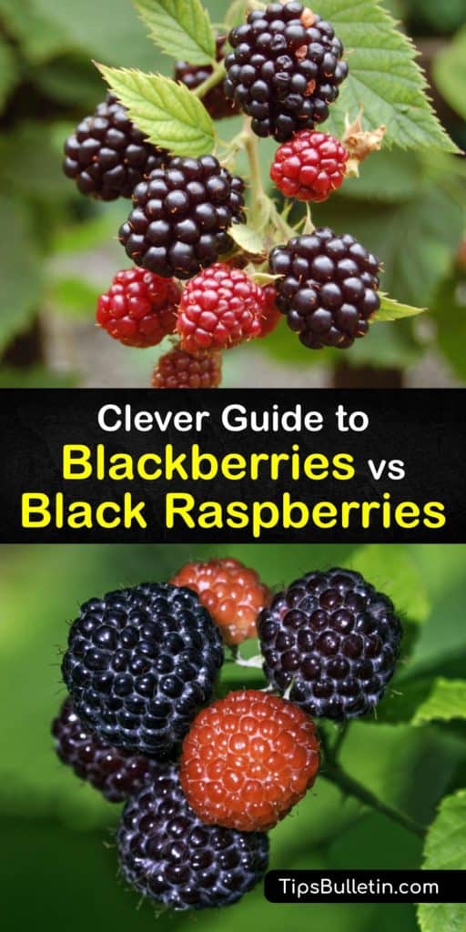 Blackberries and black raspberries, or black caps, are members of the Rubus family and are rich in antioxidants and anthocyanins. We explain the difference between them and how to grow your own at home for making cobbler or topping on ice cream. #blackberries #blackraspberries