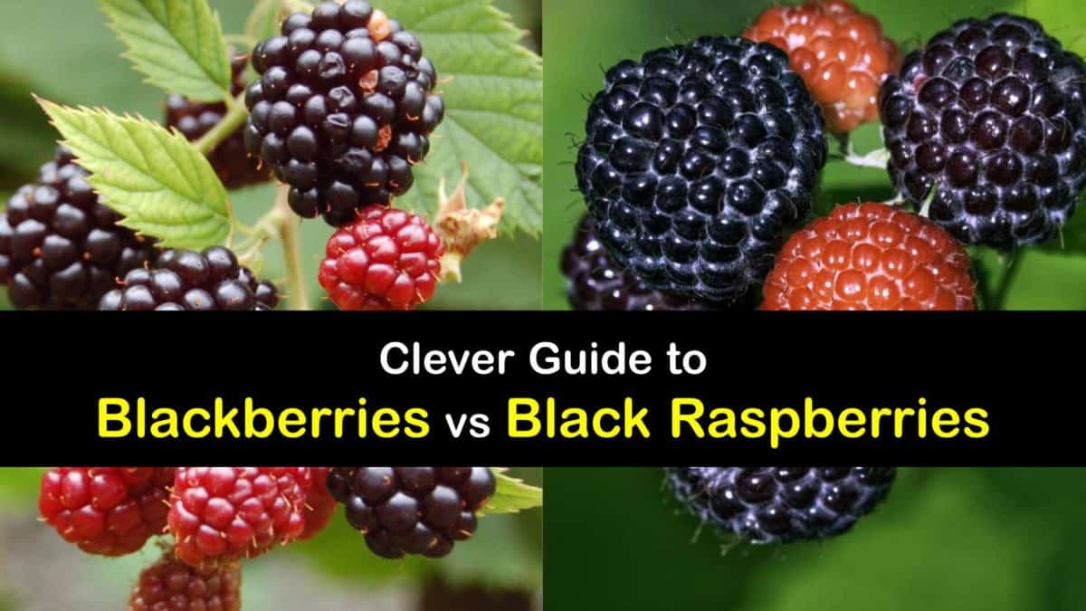 Black raspberry vs blackberry ¿cuáles son las diferencias? Mi Diario