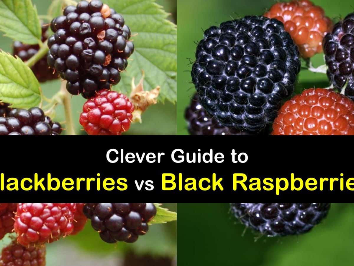 Black Raspberries Vs Blackberries