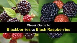 Black Raspberry vs Blackberry titleimg1
