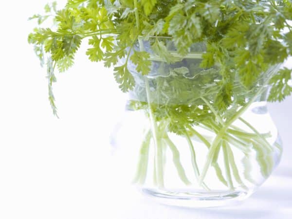 Chervil is easy to grow indoors.