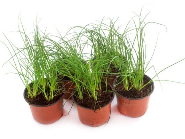Grow the herb chives indoors or out.