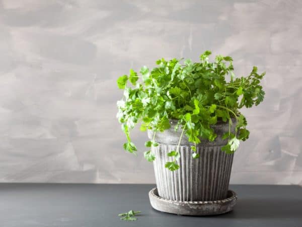 For this herb, the leaves are called cilantro and the seeds, coriander.