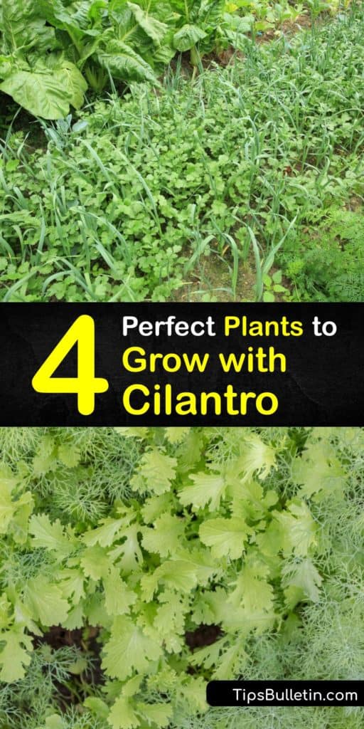 Figure out which companion plants thrive next to cilantro in an herb and vegetable garden. Plants such as chives, marigolds, chamomile, and chervil attract beneficial insects like hoverflies while rosemary competes for resources with cilantro. #companion #planting #cilantro