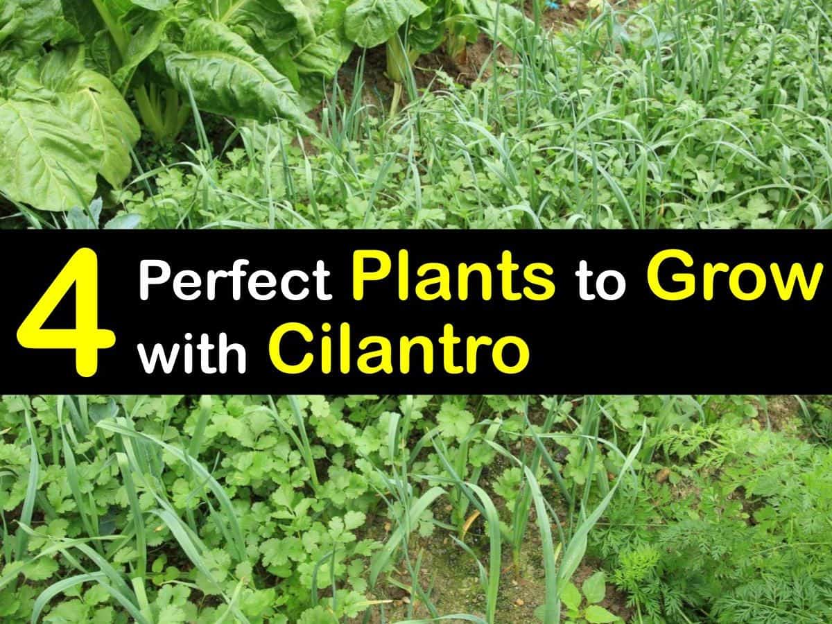 Image of Cilantro and beans growing well together