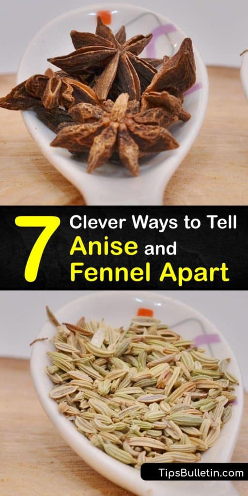 Learn how fennel and anise seed and plants differ from each other. Both are native to the Mediterranean, but they are different plants. Fennel seeds are popular in sausage, and the fennel bulb adds crunch to a salad, while anise is used in liqueurs. #fennel #anise