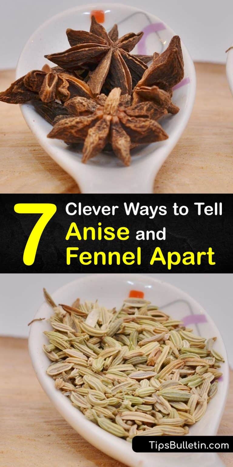 Are Fennel and Anise the Same
