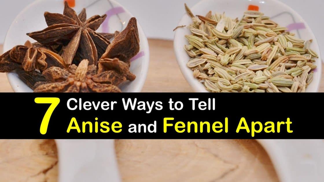 Are Fennel and Anise the Same