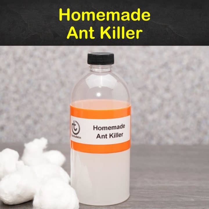 Homemade Ant Killer