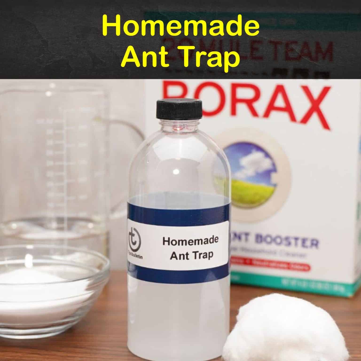7+ Homemade Ant Traps that Really Work
