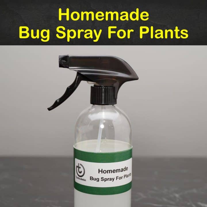 Homemade Bug Spray for Plants