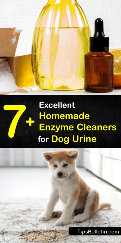Learn how to use an enzyme cleaner to remove pet urine, make an odor eliminator, and ways to detect old stains around your home. Dog urine and cat urine contain uric acid crystals, and enzymatic cleaners are necessary to remove these urine stains. #enzyme #cleaner #dog #urine #diy
