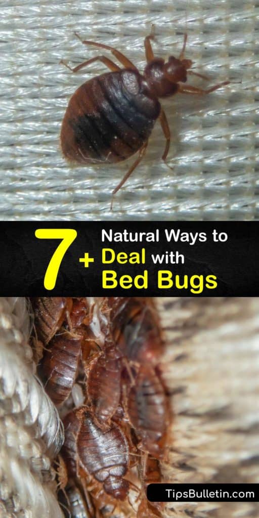 Implement bed bug control and stop getting bed bug bites without using harmful pesticides and insecticides. These effective pest management techniques help you find bugs around baseboards and kill them with only a plastic bag without having to call the exterminator. #pest control #natural #bedbugs