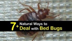 How to Deal with Bed Bugs titleimg1