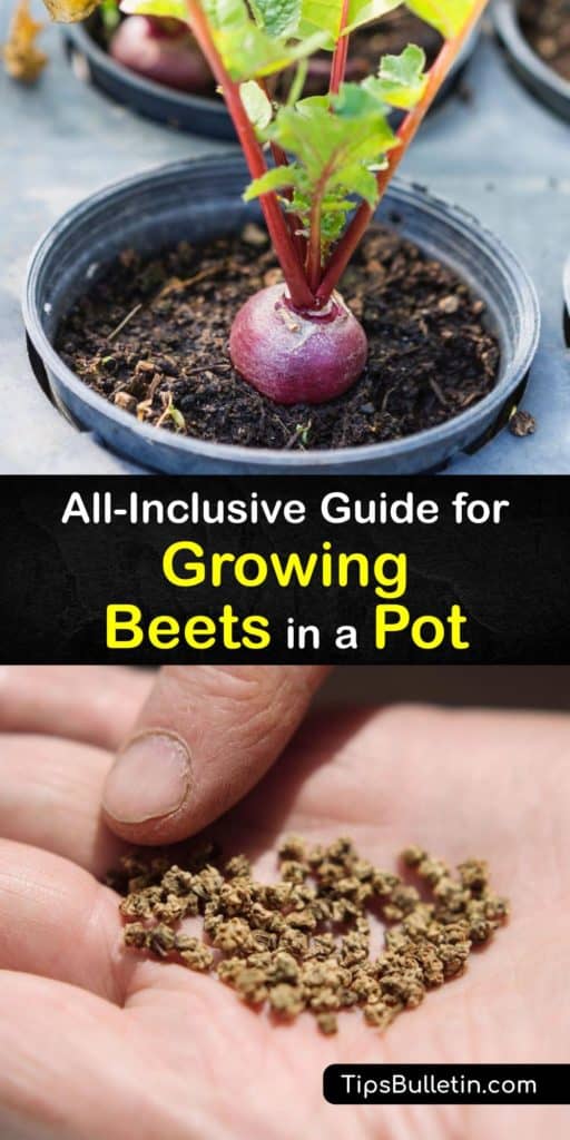 Learn how to grow beets (Beta vulgaris) in pots and enjoy a healthy root crop and leafy greens at the end of the season. All beet varieties are cool-season crops, and beet seeds need warmth and moisture to germinate, and the plants require full sun to flourish. #growing #beets #container