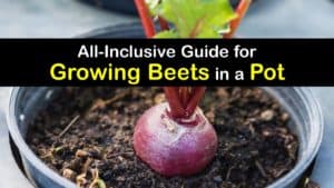 How to Grow Beets in a Container titleimg1