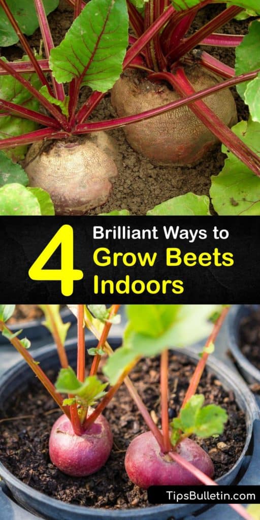 Discover how to grow the best beet greens and beetroot indoors. Use them for pickling, roasting, baking, or eating fresh. Grow Chioggia or Detroit Dark Red beets in full sun with adequate spacing using nutrient-rich potting soil for best results. #grow #beets #indoors
