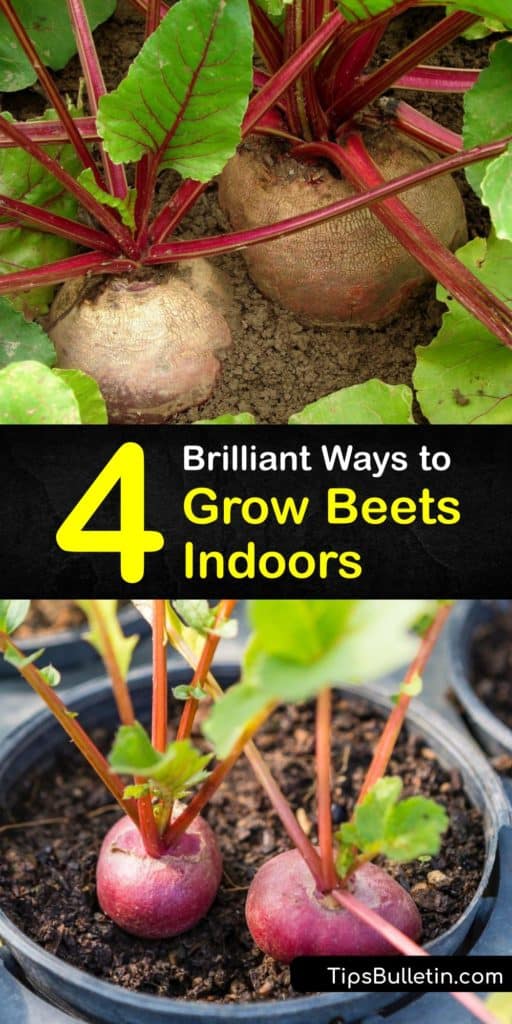 Discover how to grow the best beet greens and beetroot indoors. Use them for pickling, roasting, baking, or eating fresh. Grow Chioggia or Detroit Dark Red beets in full sun with adequate spacing using nutrient-rich potting soil for best results. #grow #beets #indoors