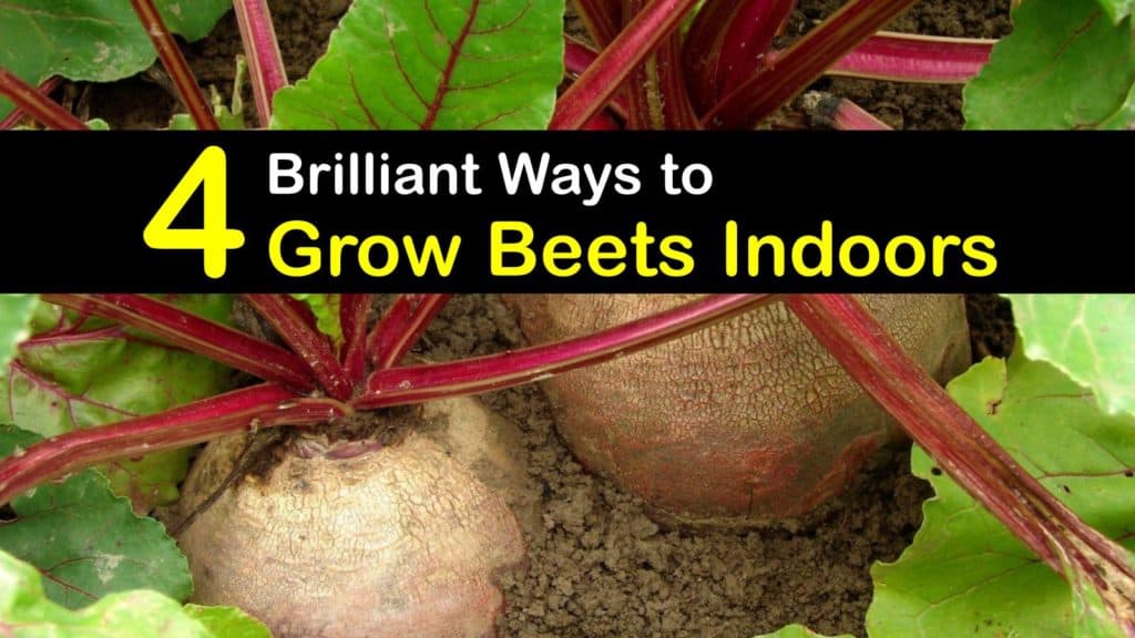 How to Grow Beets Indoors titleimg1