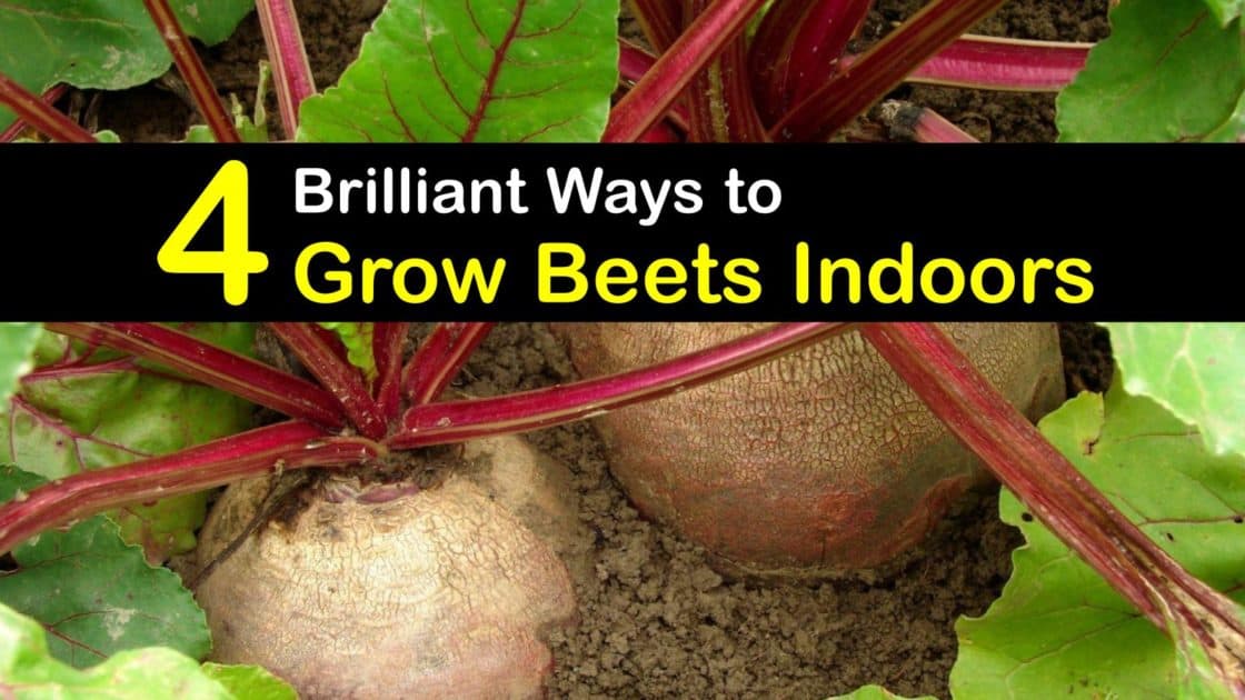 Growing Beets Inside Easy Tricks for Planting Beets at Home