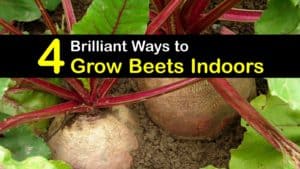 How to Grow Beets Indoors titleimg1
