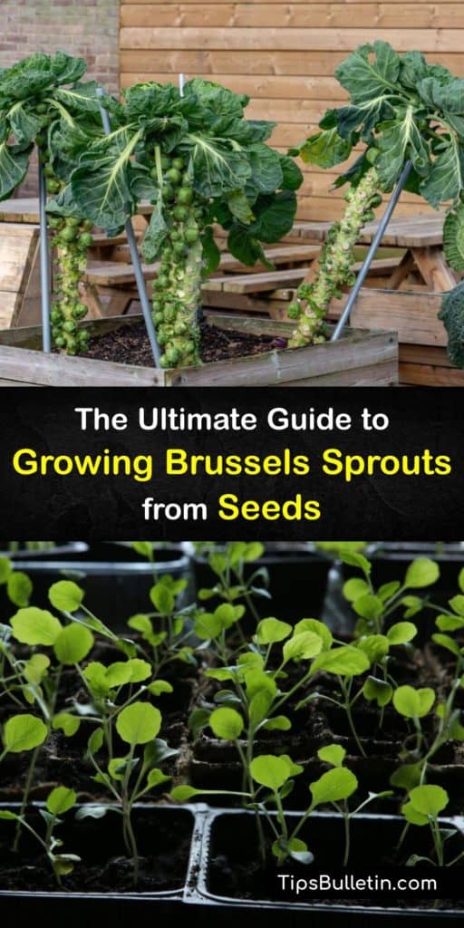 Brussels sprouts, or Brassica oleracea var. gemmifera, are easy-to-grow cool weather veggies in the cabbage family. Start seeds indoors so they’re ready for transplanting after the last frost date. Deter pests like aphids, cabbage worms, and cutworms with row covers. #grow #brusselssprouts