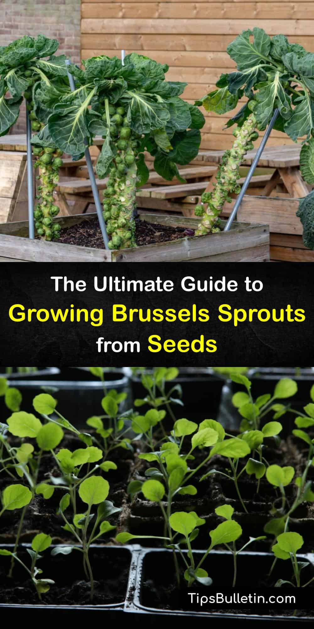 The Big Guide to Growing Brussels Sprouts from Seeds