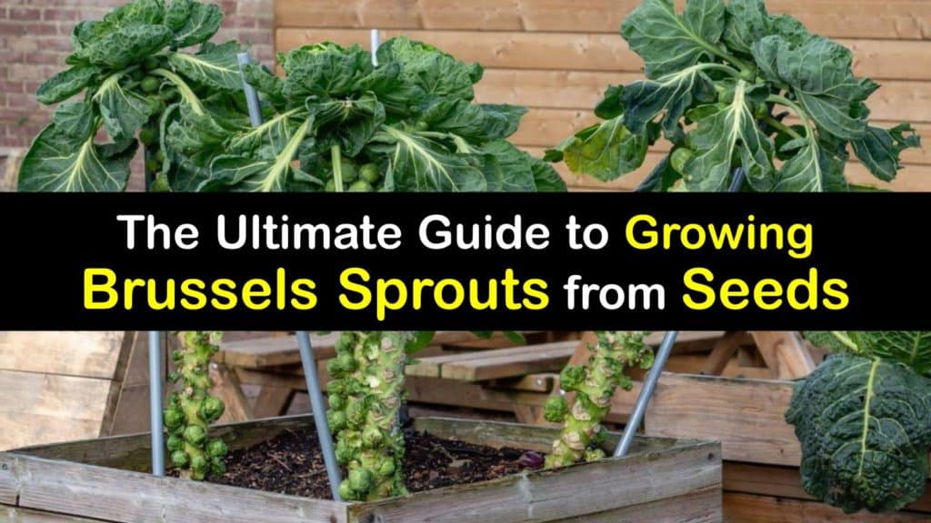 How to Grow Brussels Sprouts from Seed titleimg1