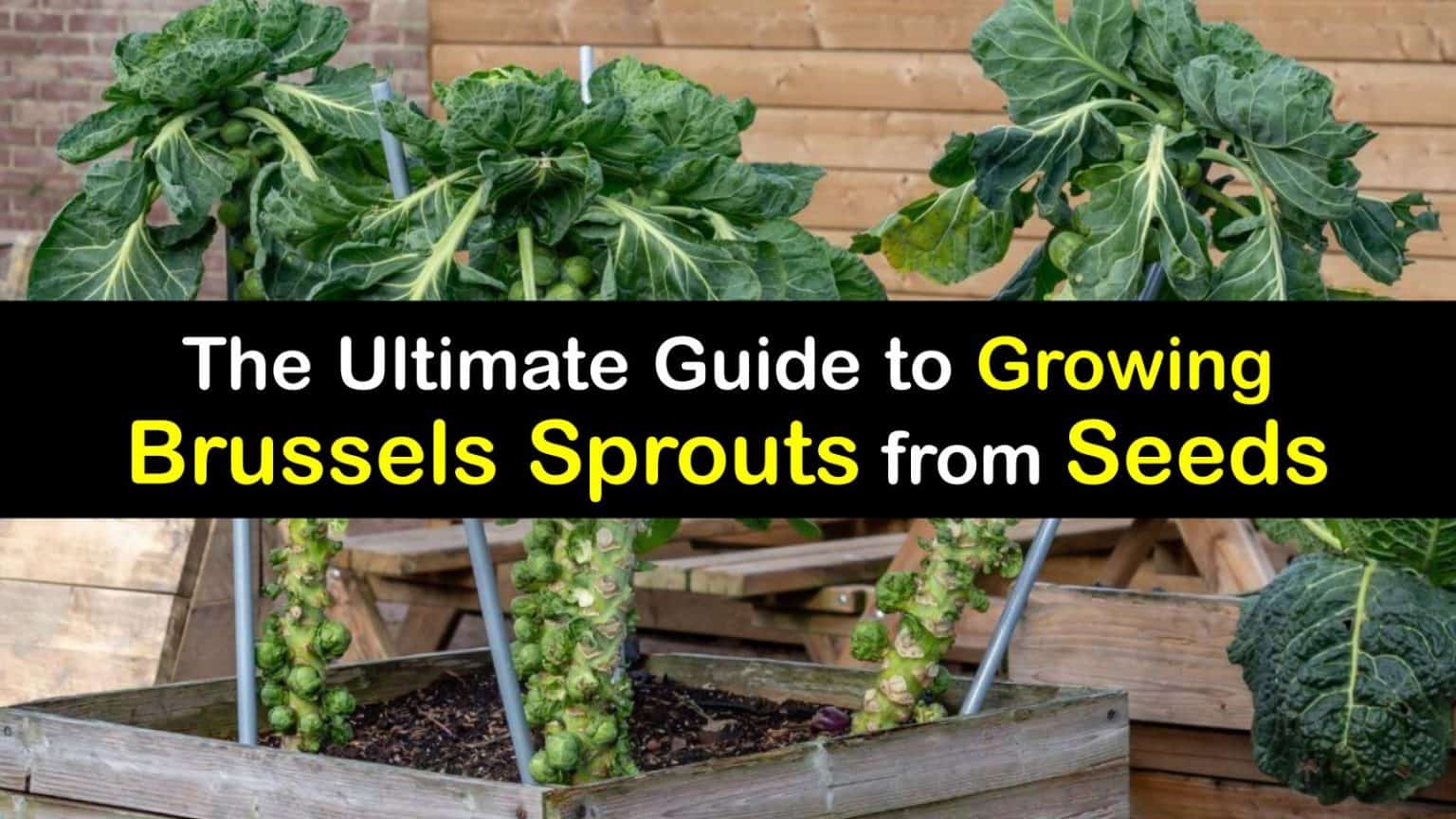 The Big Guide to Growing Brussels Sprouts from Seeds