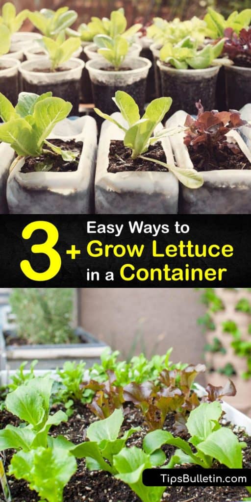 Find out how to grow lettuce plants in pots. Learn about cool-season lettuce varieties like butterhead, looseleaf, and romaine. Control aphids with neem oil or insecticidal soap. Proper spacing reduces the risk of fungal disease. #growing #lettuce #containers