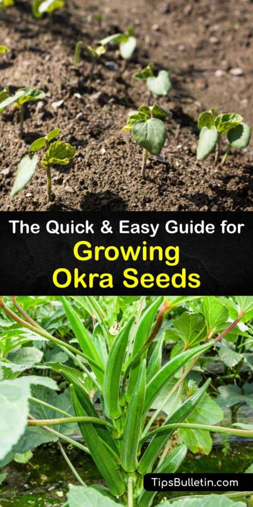 Don’t fret about moving to the south to grow the okra pods called Abelmoschus esculentus and cousin to hibiscus. Learn how to utilize the full sun during the growing season and grow Clemson Spineless gumbo plants free from aphids regardless of where you live. #growing #okra #seeds