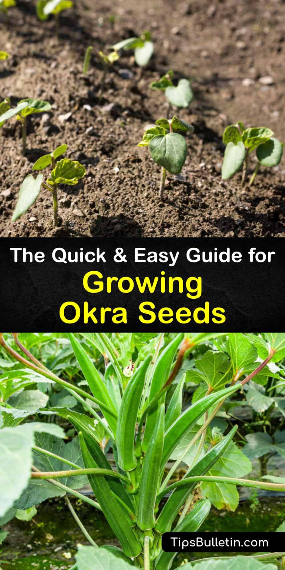 How to Grow Okra from Seed The Advanced Okra SeedGrowing Guide