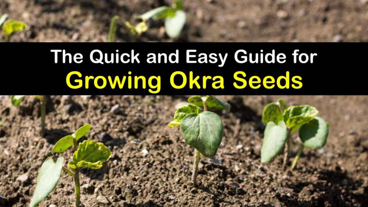 How to Grow Okra from Seed The Advanced Okra SeedGrowing Guide
