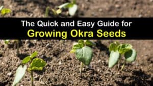 How to Grow Okra from Seed titleimg1