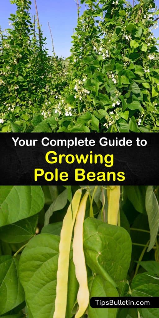 Grow different types of heirloom bean plants from their seeds at the beginning of the growing season. Set up a teepee or trellises, sow bean seeds in warm soil for germination, and mulch around the base to grow tasty varieties, such as Blue Lake green beans, this summer. #growing #pole #beans