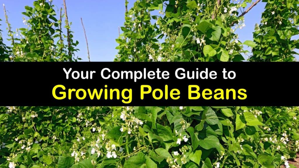 How to Grow Pole Beans titleimg1