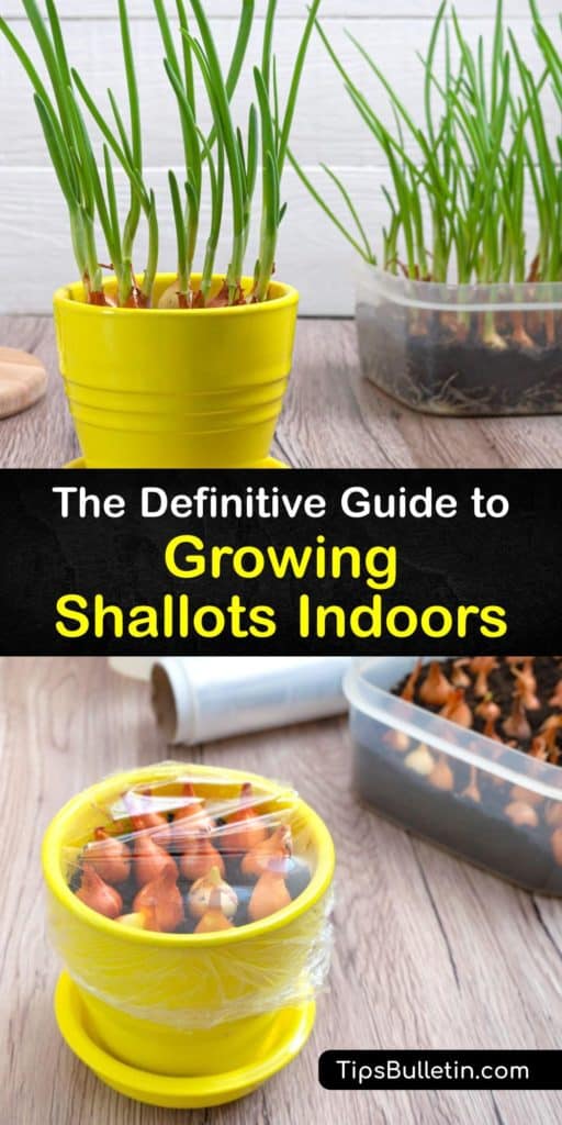 Learn the difference between shallot bulbs, scallion, and green onions in this guide to growing Allium cepa plants indoors. Embrace the unique flavor of French shallots after giving them a dry place with full sun and mulch to grow to their full potential. #howto #grow #shallots #indoors