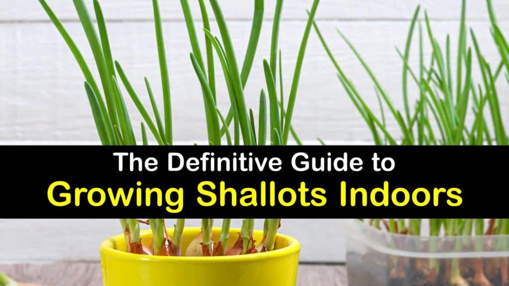 How to Grow Shallots Indoors titleimg1