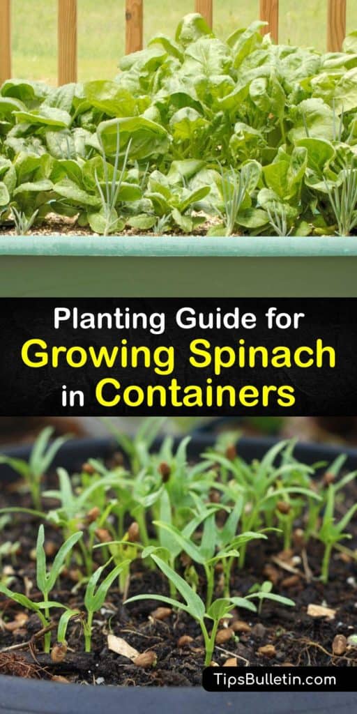 Move your cool weather leafy greens inside and start container gardening with spinach. Find the right cultivars, like Bloomsdale, for full sun or partial shade, create your own fish emulsion, and get rid of aphids before you harvest the outer leaves and dig in. #growing #spinach #containers