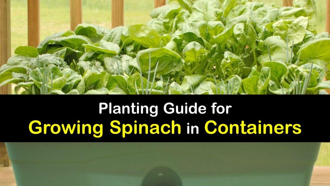 Spinach Planting in Containers Awesome Ways to Grow Spinach in a Pot