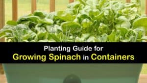 How to Grow Spinach in Containers titleimg1