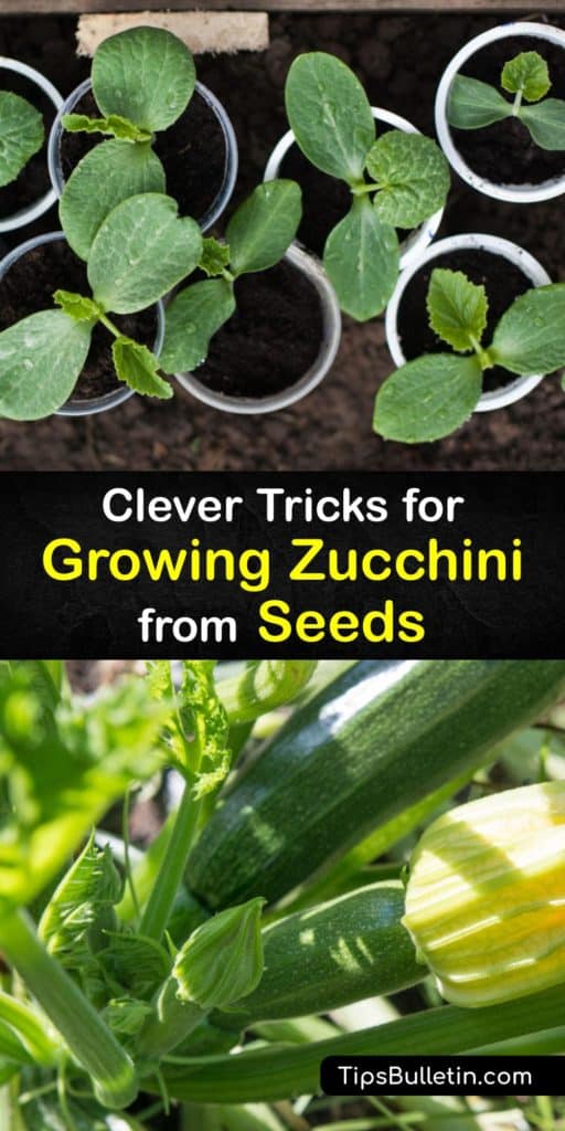 Discover the best tips for growing zucchini plants from seed. They need full sun and protection from pests like cucumber beetles and squash vine borers. Use companion planting to facilitate pollination. Vining cultivars can be trained to grow on a trellis. #grow #zucchini #seeds