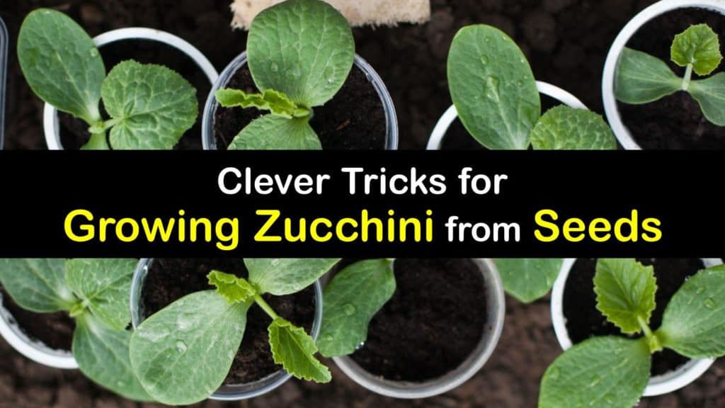 How to Grow Zucchini from Seed