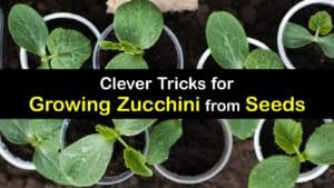 How to Grow Zucchini from Seed titleimg1
