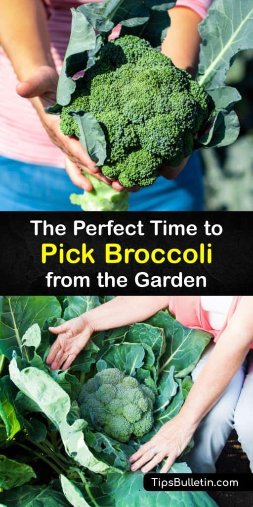 Learn how to harvest broccoli at the right moment. Feed your family the tastiest, most tender broccoli that you can’t get from a grocery.