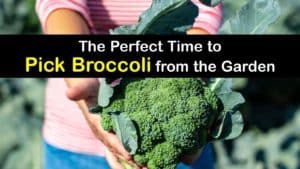 How to Harvest Broccoli titleimg1